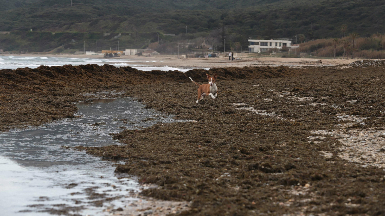 Algas invasoras en la playa de Getares