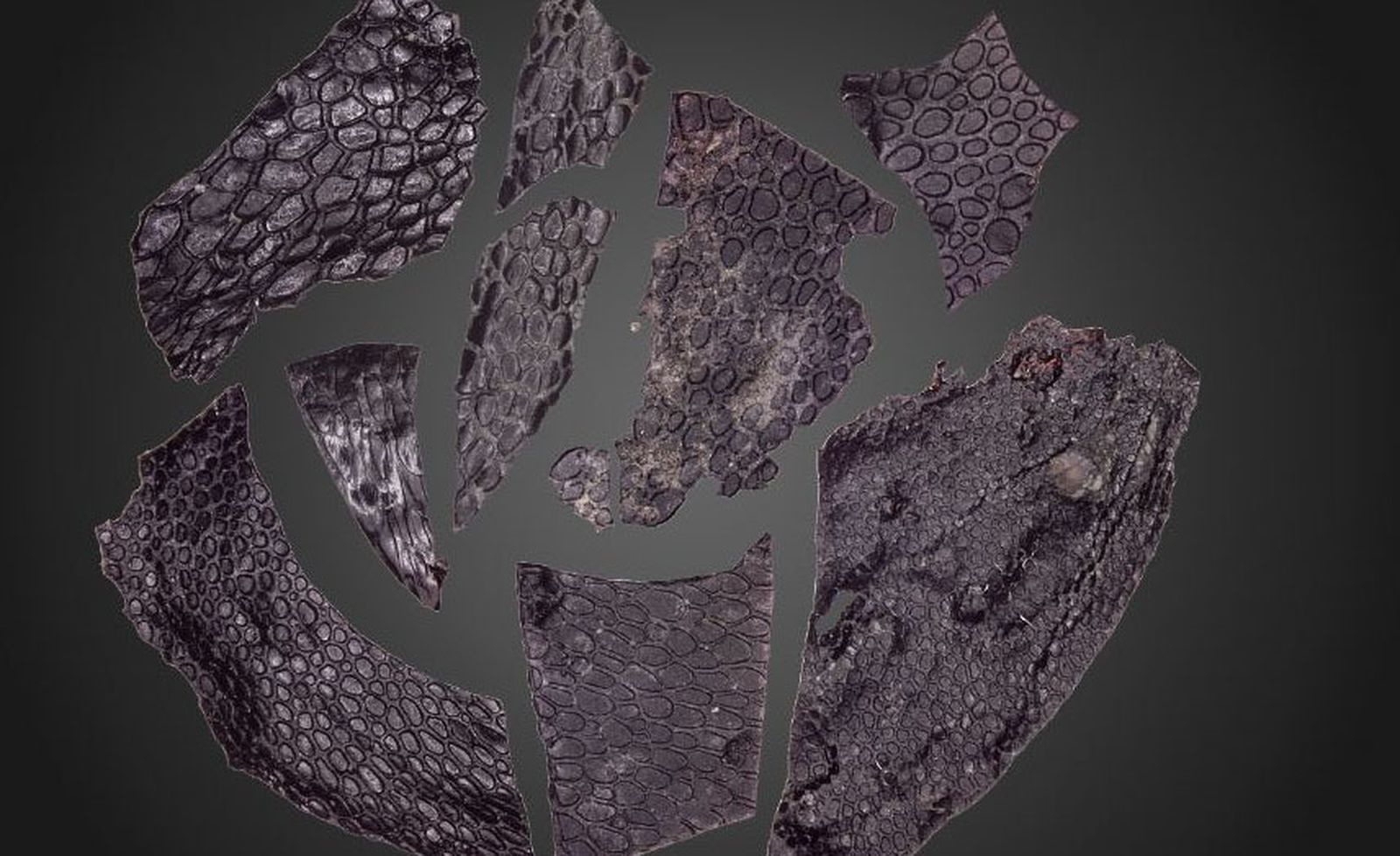 La piel fosilizada de un reptil 21 millones de años