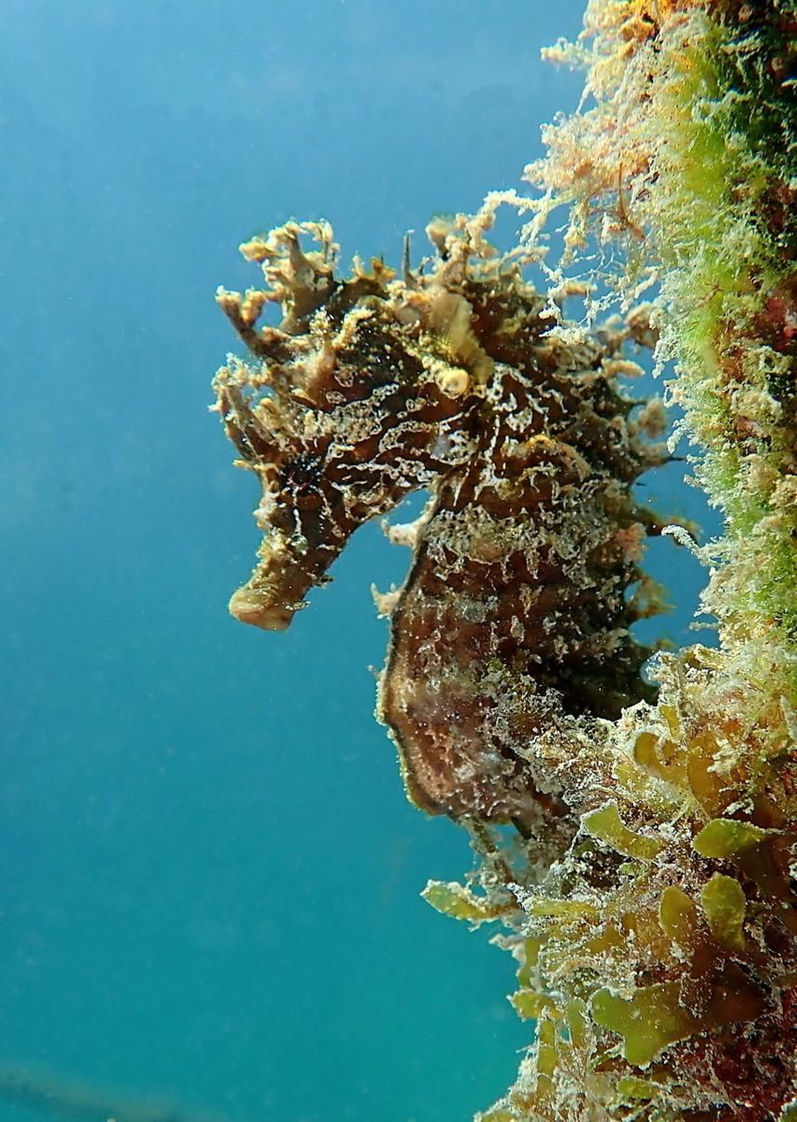 Caballito de mar común hallado en la Bahía de Algeciras. Caballito de mar común hallado en la Bahía de Algeciras.