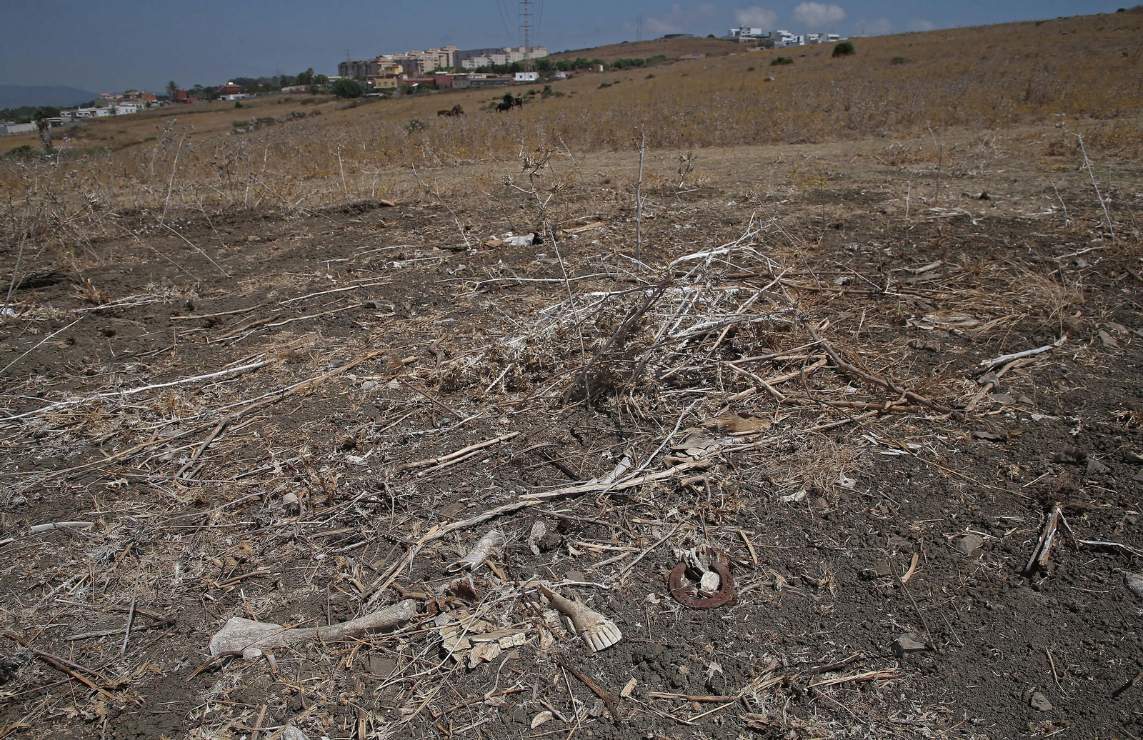 El cementerio ilegal de caballos de Algeciras, en imágenes
