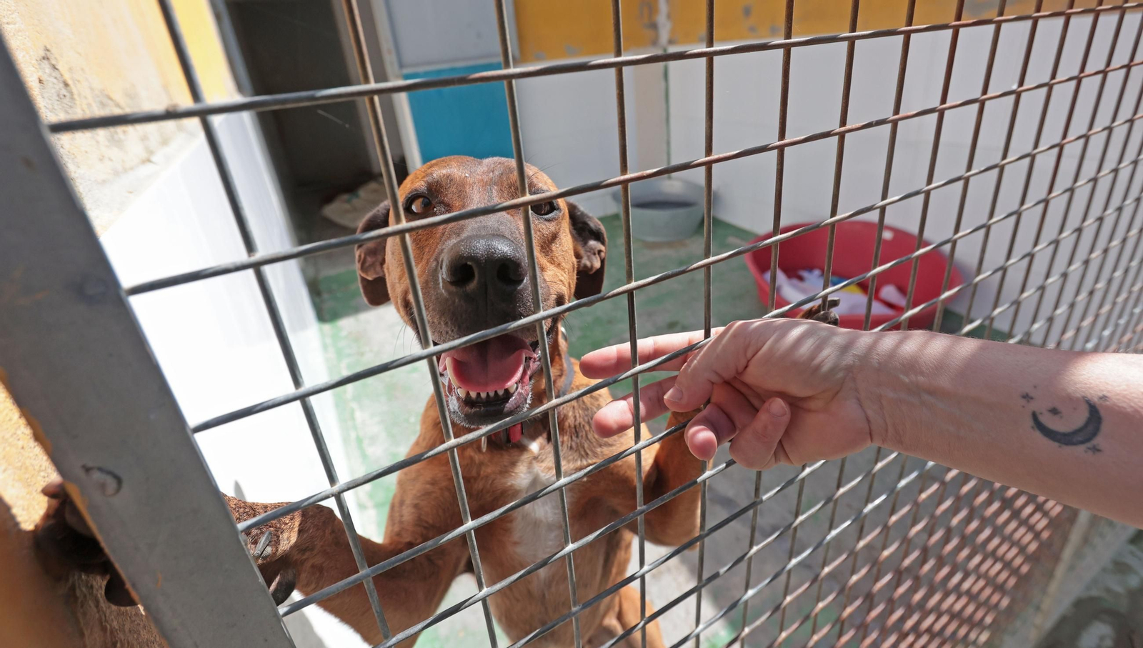 Uno de los perros que se encuentra en el refugio de 'No Me Abandones'