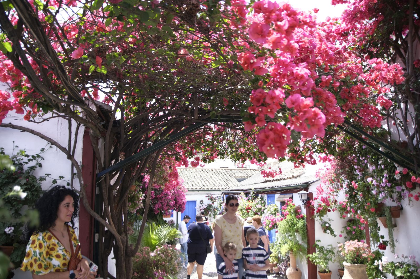 El último día del Festival de los Patios de Córdoba 2022, en imágenes