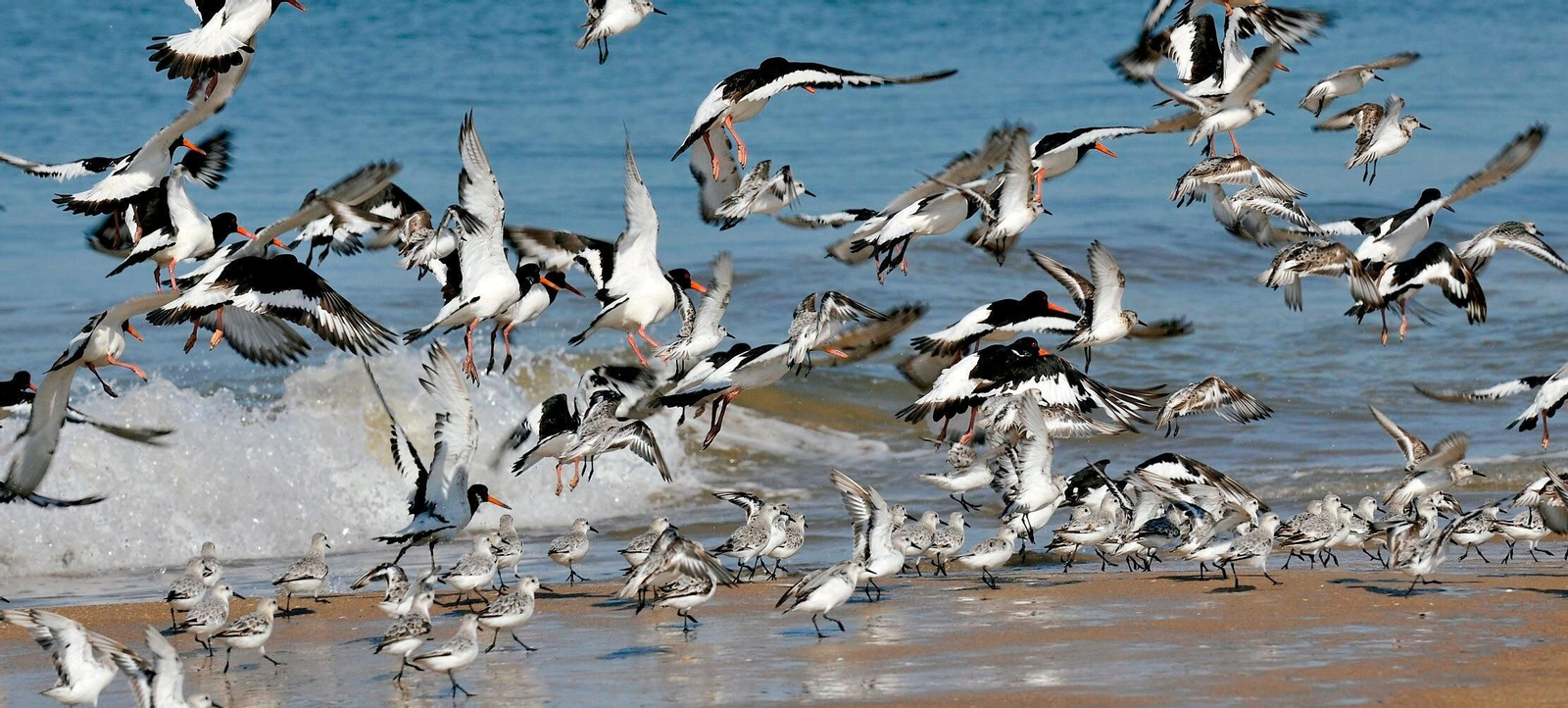 Playas de Matalascañas