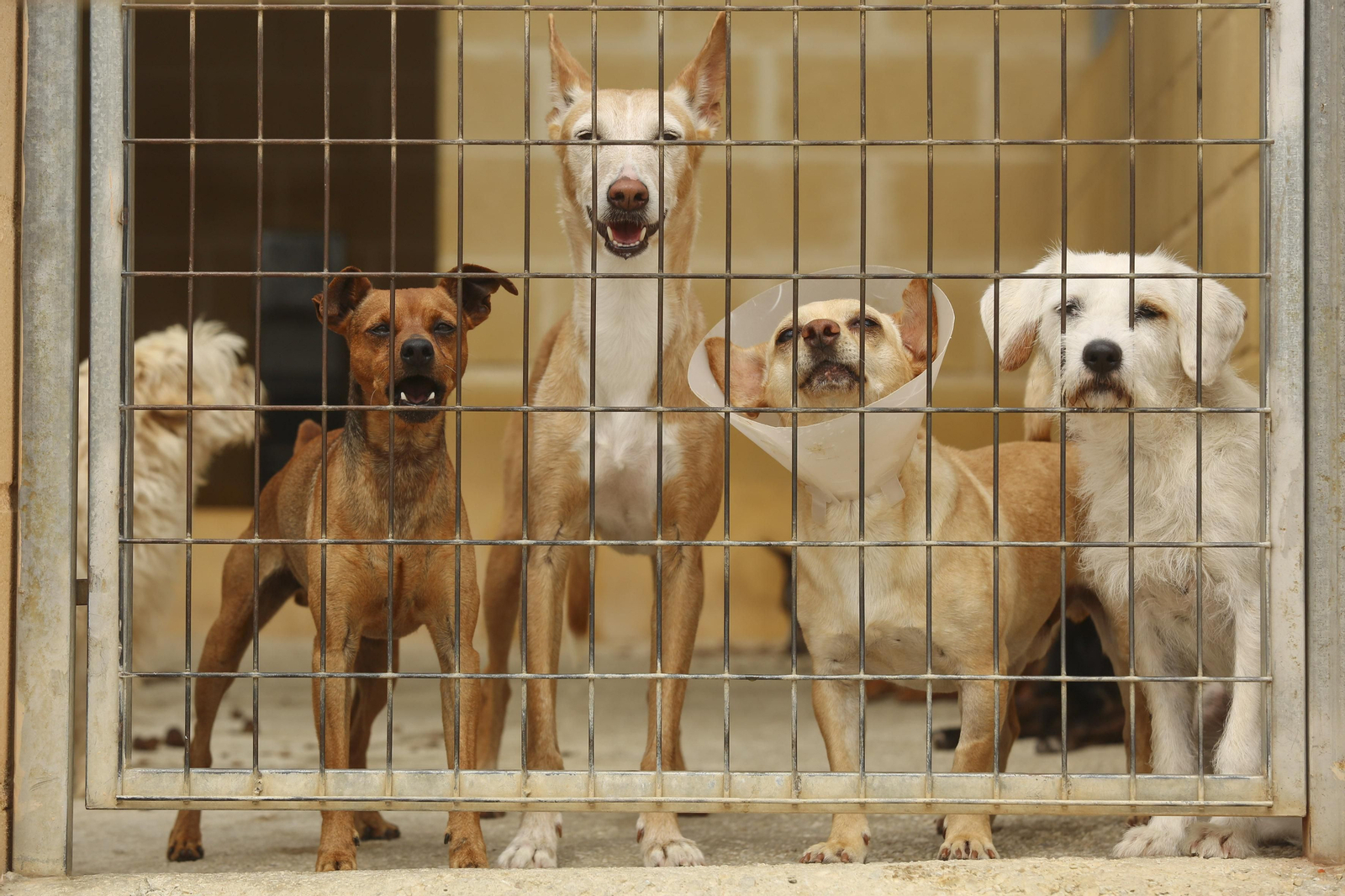 Las fotos de los animales de la Protectora de Málaga Las fotos de los animales de la Protectora de Málaga