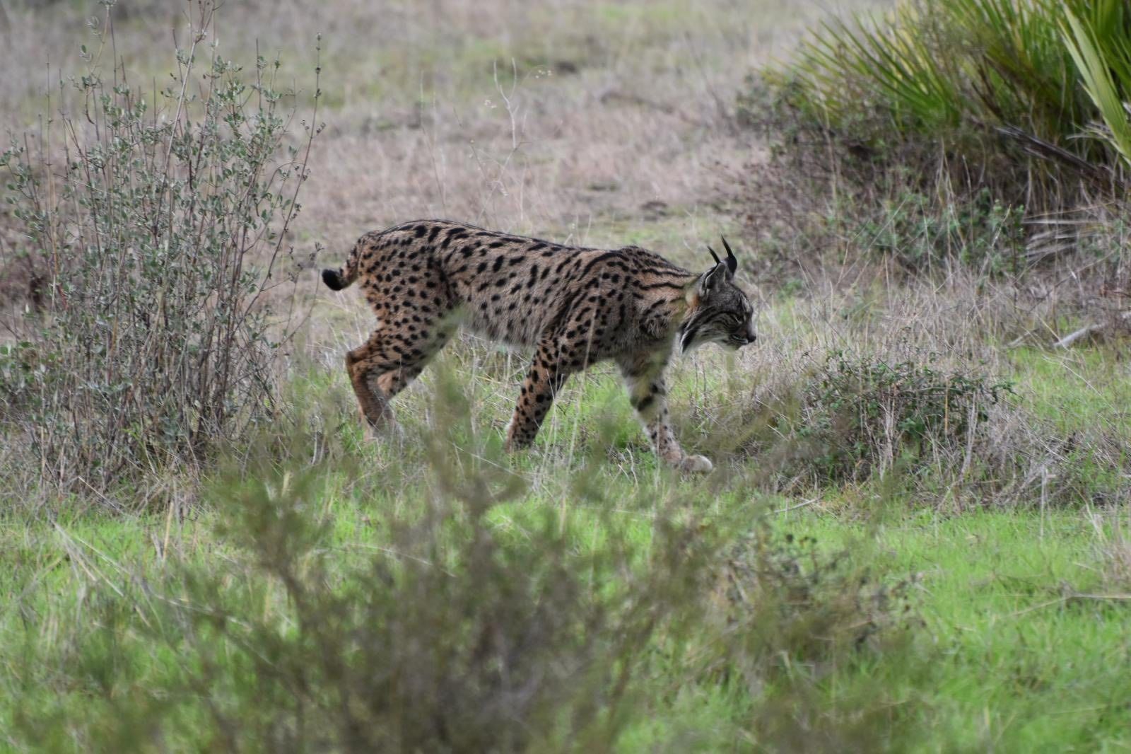 Un lince en Doñana.