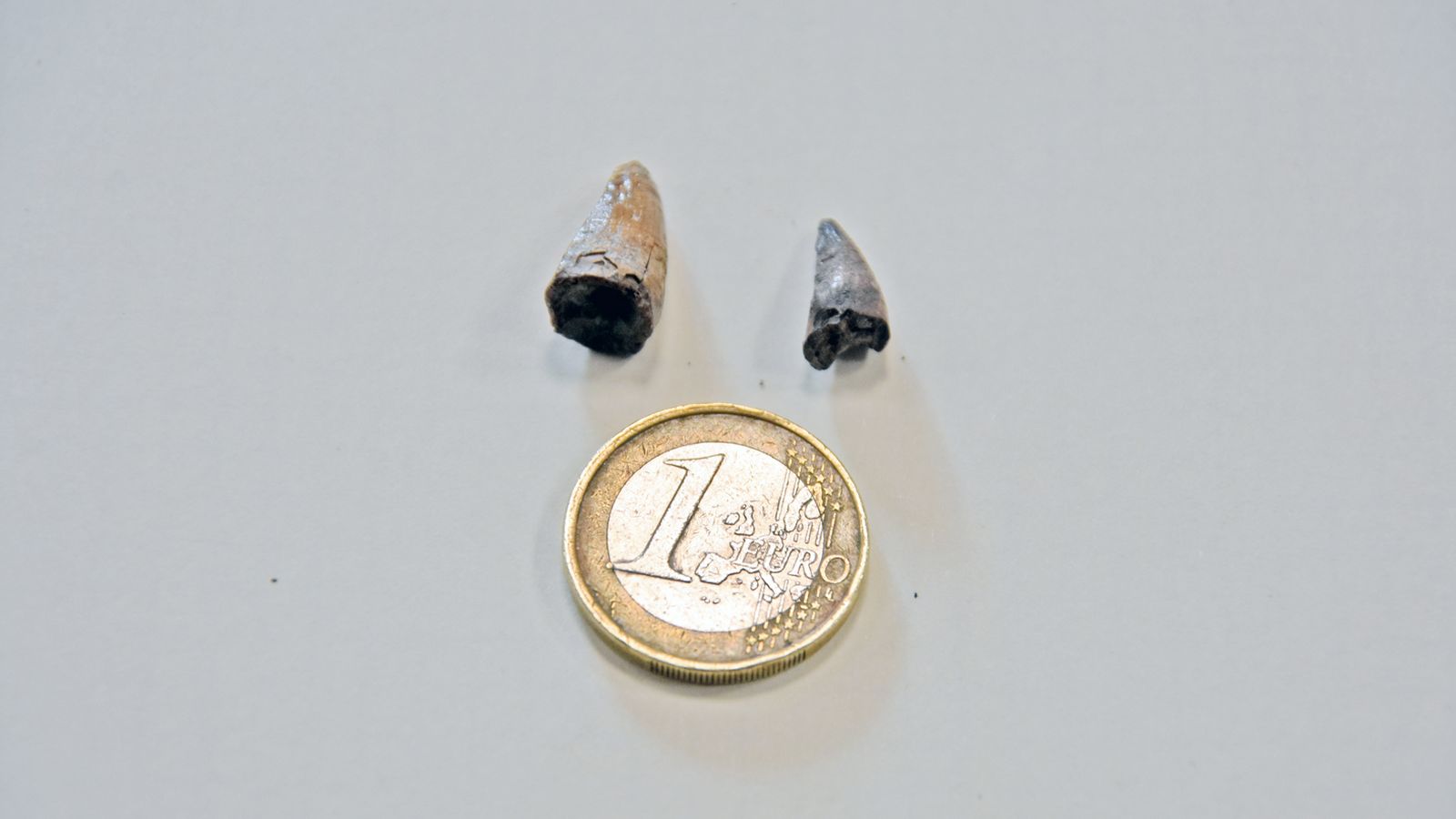 Dientes encontrados en una excavación anterior.