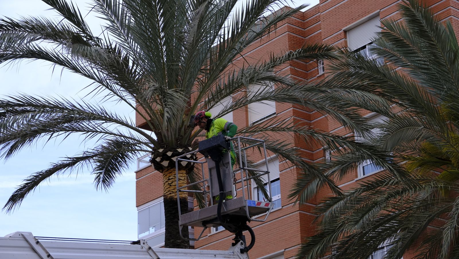 Fotogalería de la poda e inspección de las palmeras de la Avenida Cabo de Gata. Almería.