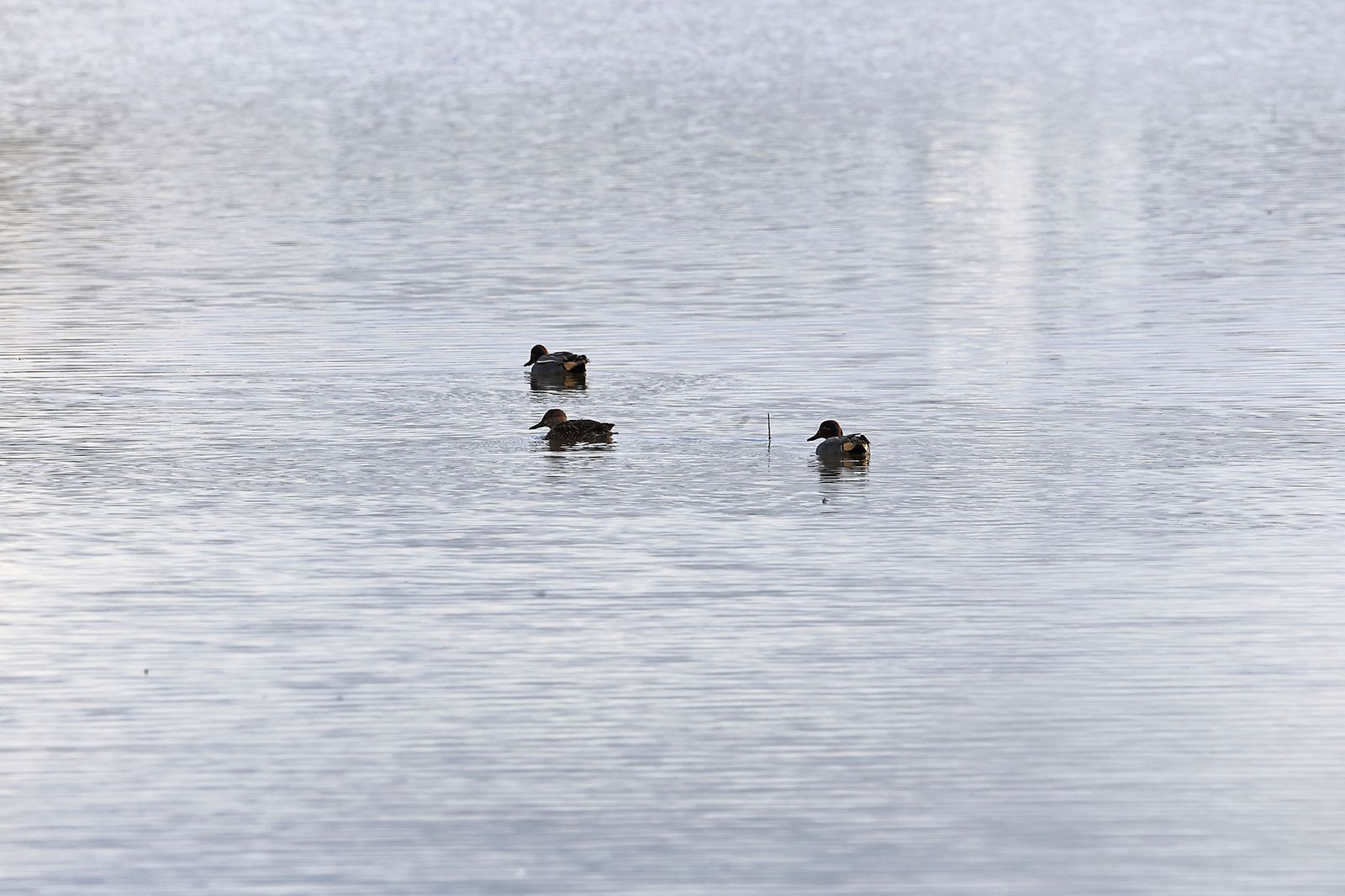 Estado actual en el que se encuentran las Marismas del Rocío tras las últimas lluvias
