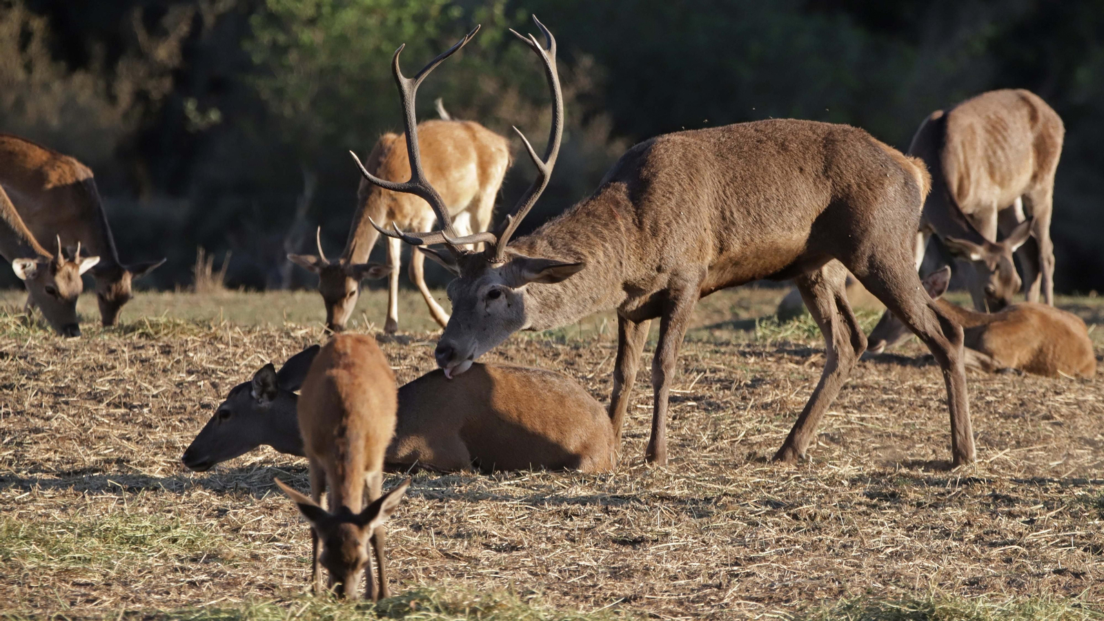 Fotos de la berrea en el Parque Natural de Los Alcornocales