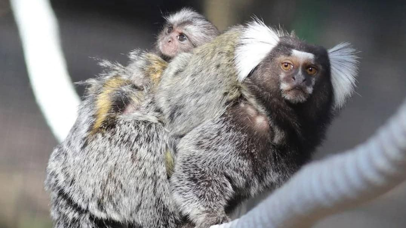 Dos de los monos (una madre y su cría) que han sido sustraídos en el Mundopark de Guillena.