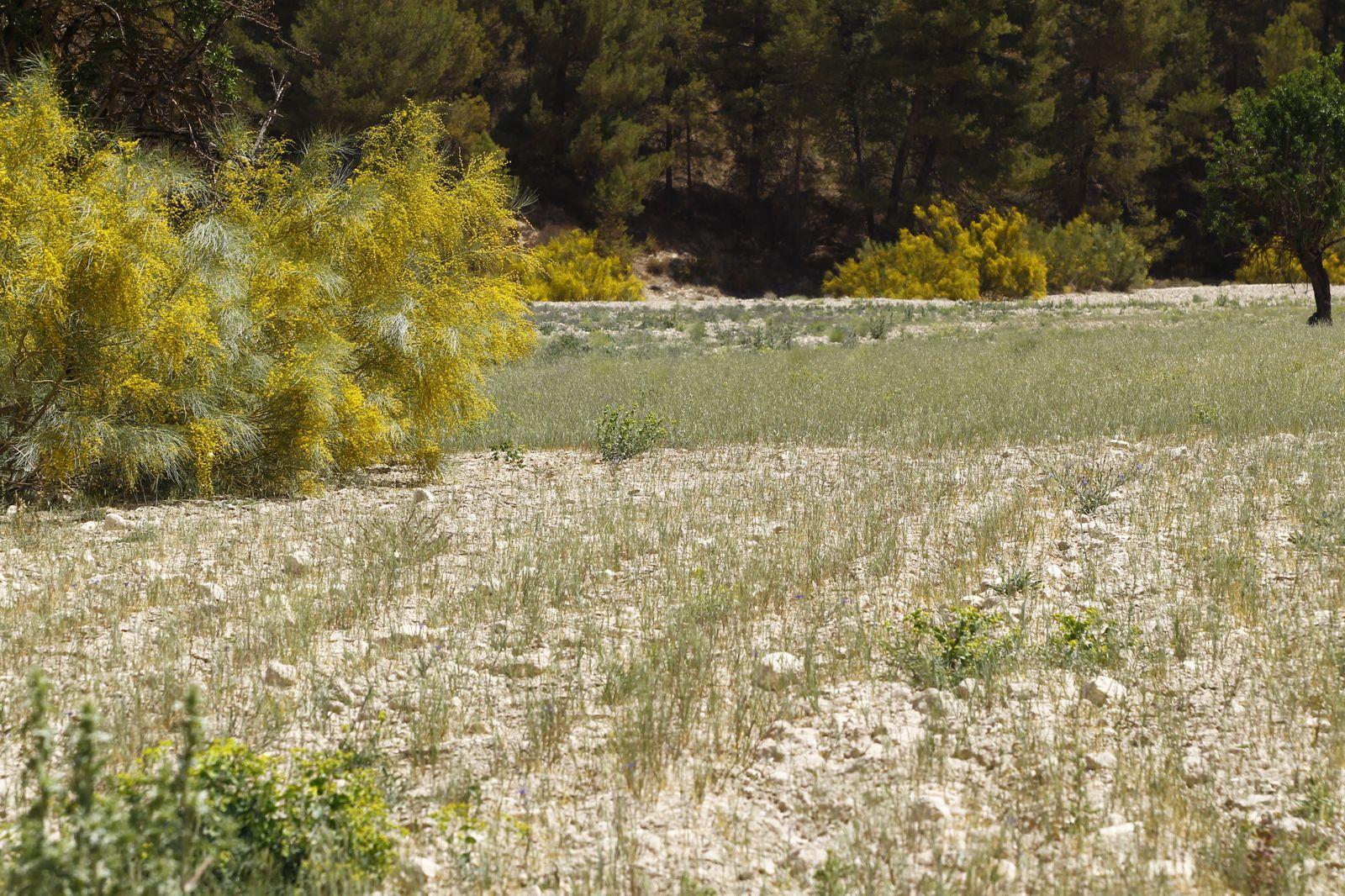 Imágenes de la sequía que golpea con dureza la producción de cereal en Los Vélez
