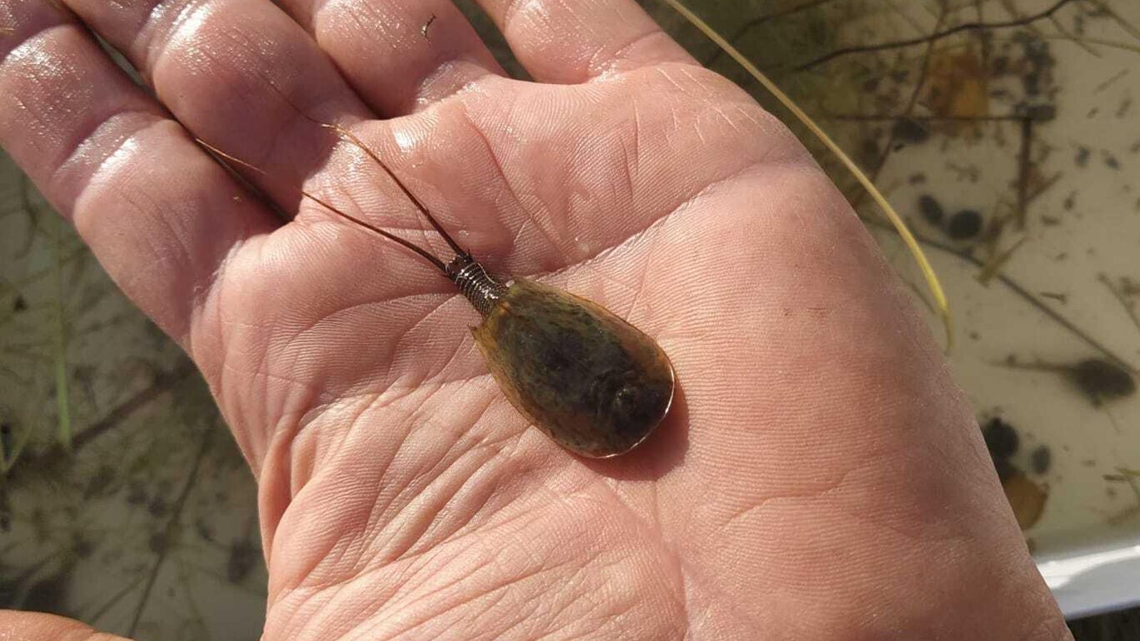 Un ejemplar de triops.