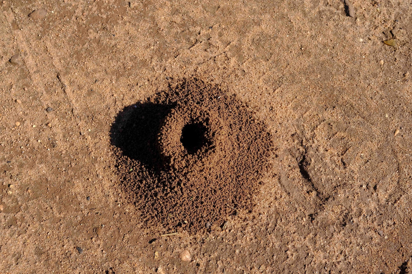 Brote de la la primavera, en fotos