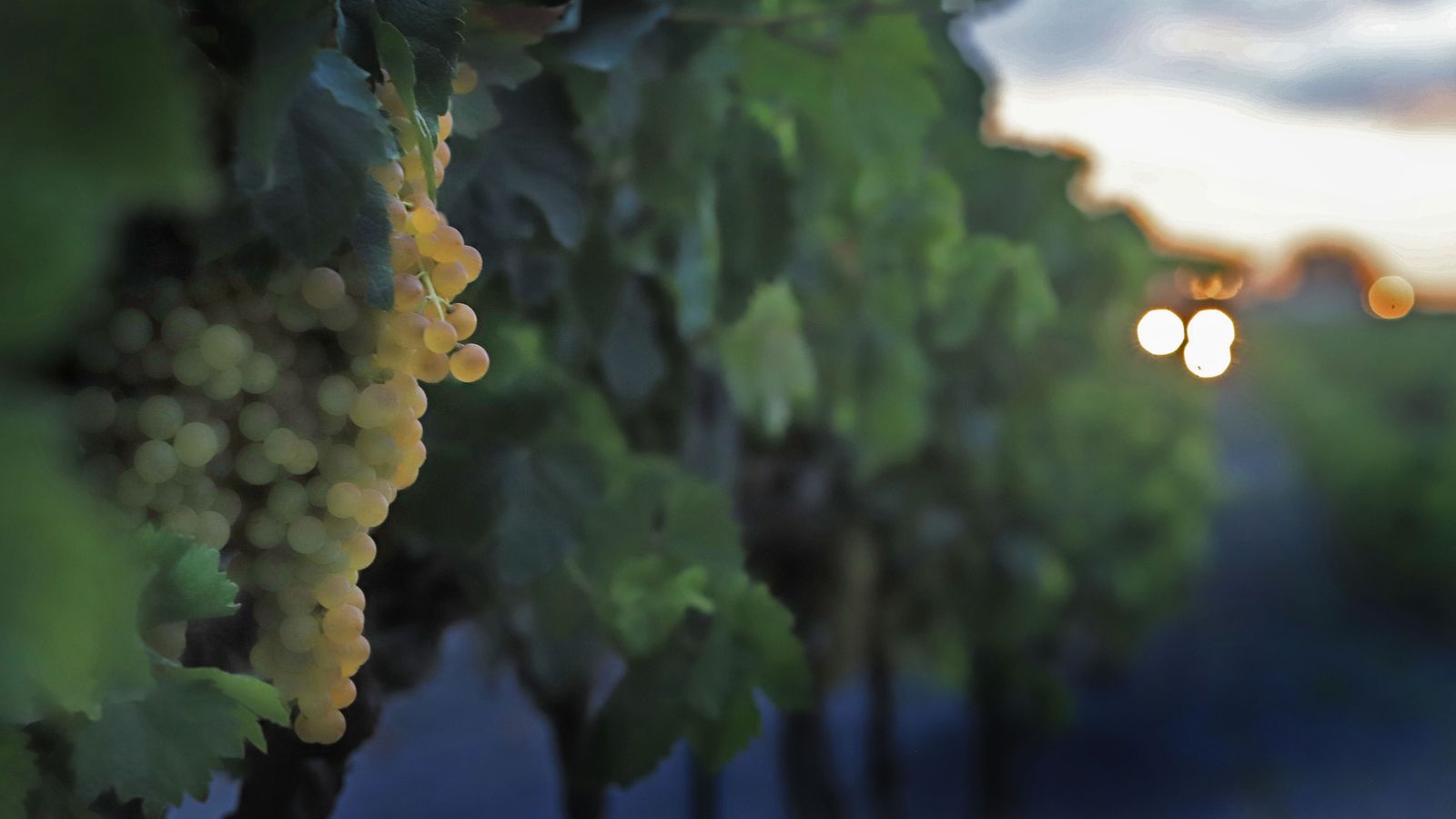 Comienza la vendimia nocturna en la Viña Montegilillo de Lustau