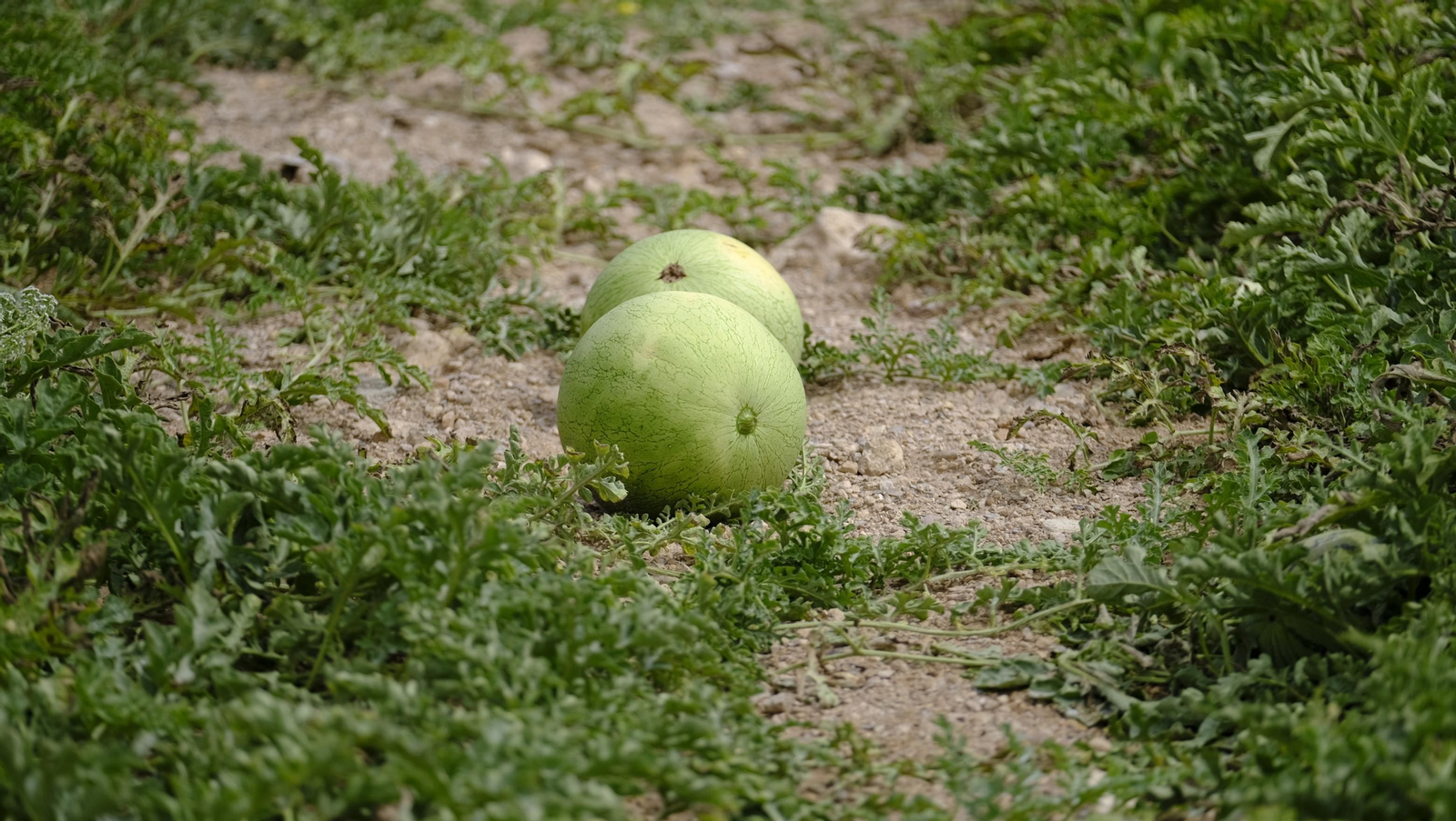 La sandía y el melón de Huércal Overa, manjares en imágenes