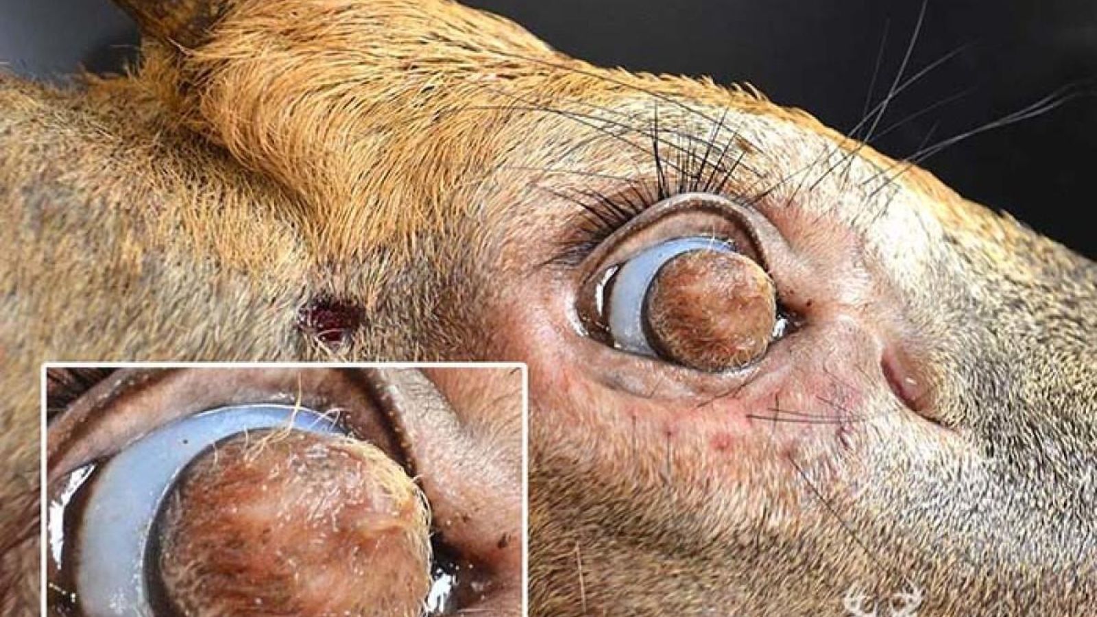 ciervo con quiste dermoide