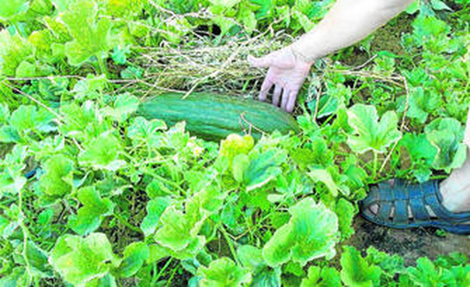 Uno de los productos hortícolas obtenidos en los huertos municipales.