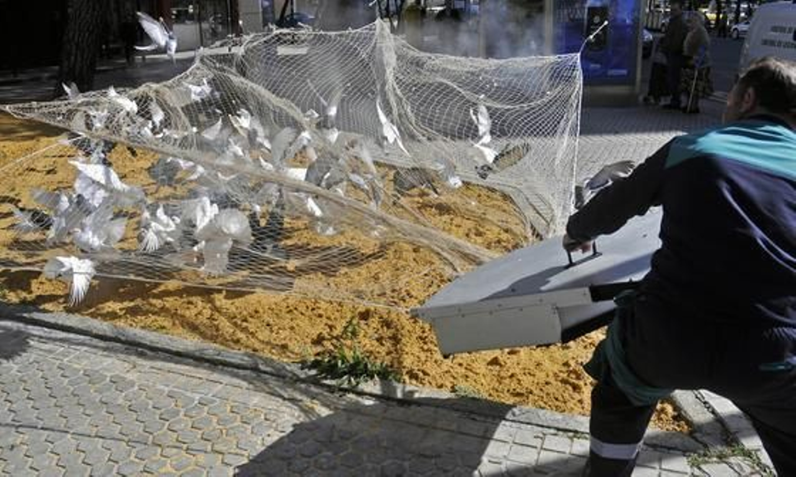 El Ayuntamiento atrapa 500 palomas con el nuevo sistema de cañón de redes.

Foto: Juan Carlos Vázquez