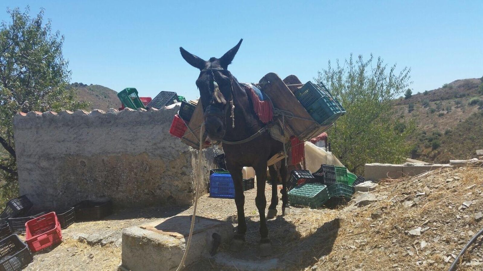 La vendimia en la Axarquía se hace con la única ayuda de un mulo.