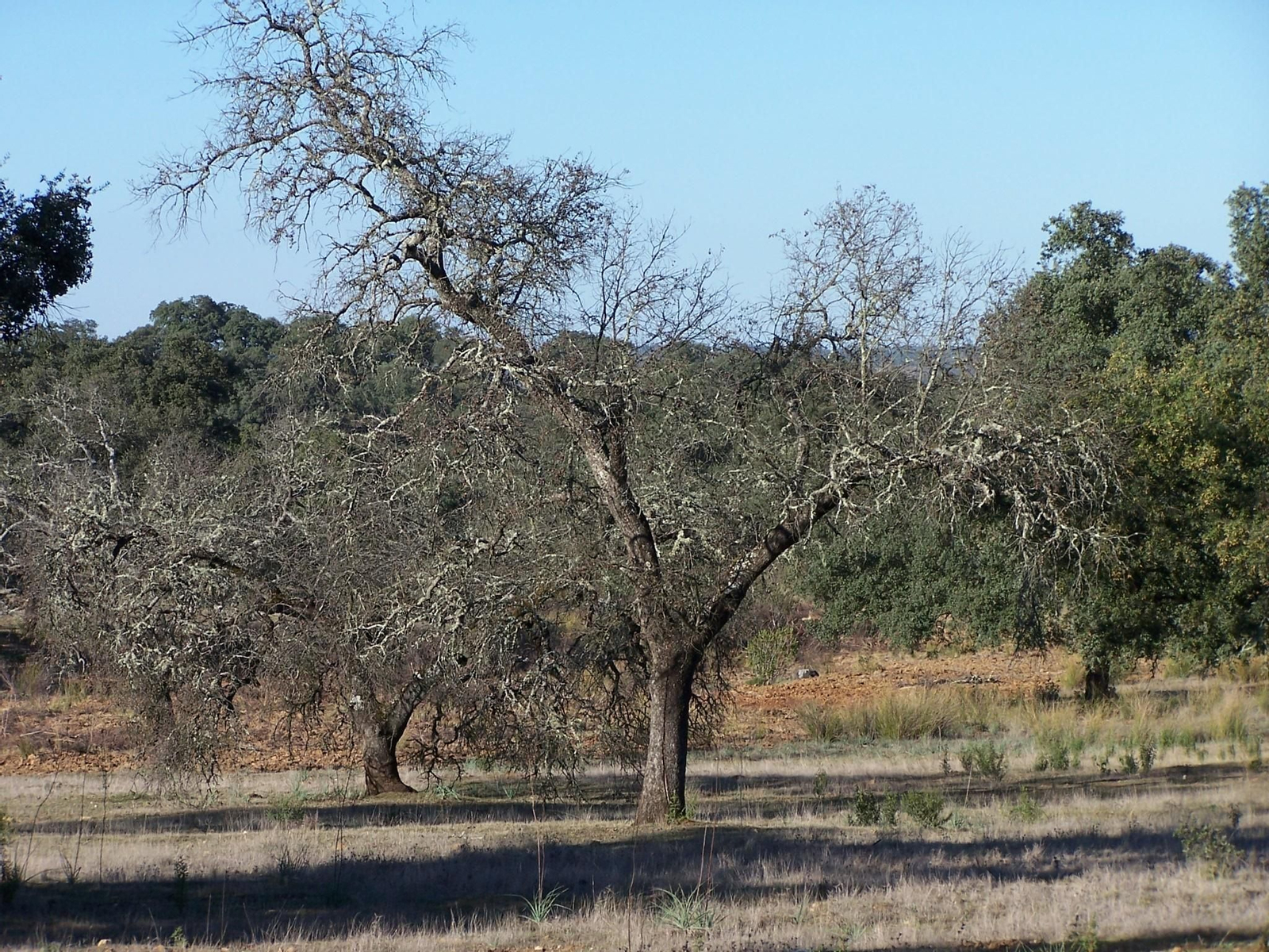 Varios ejemplares de encina afectados por la seca.