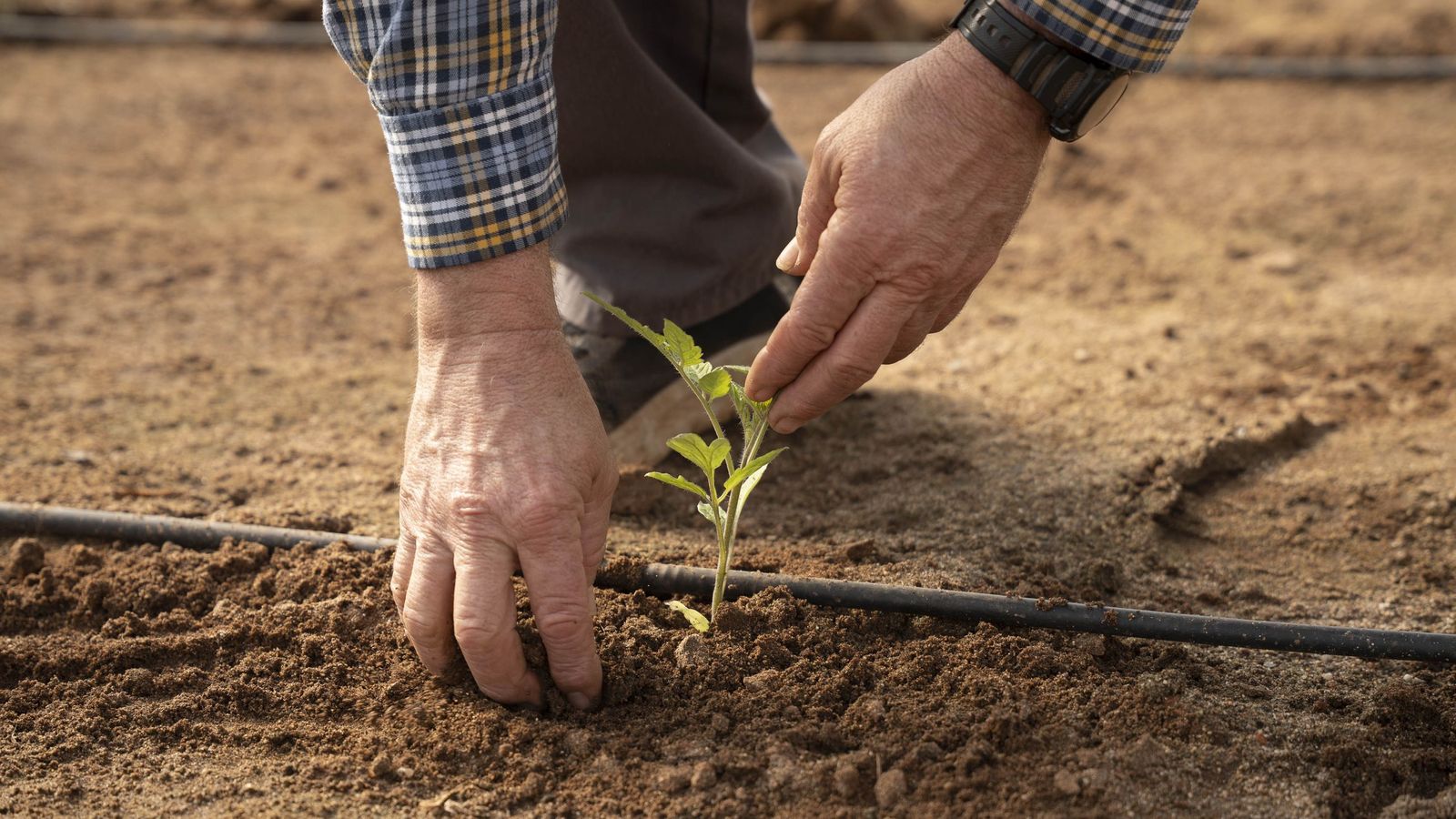 José mima sus matas de tomate.