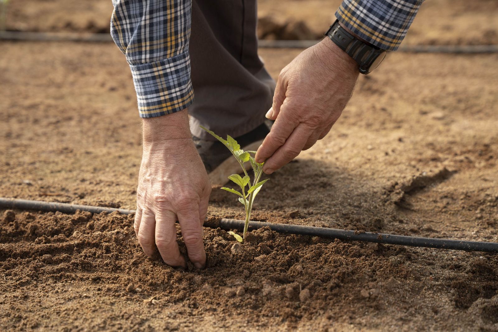 La primavera se planta en invierno entre sandías y tomates almerienses