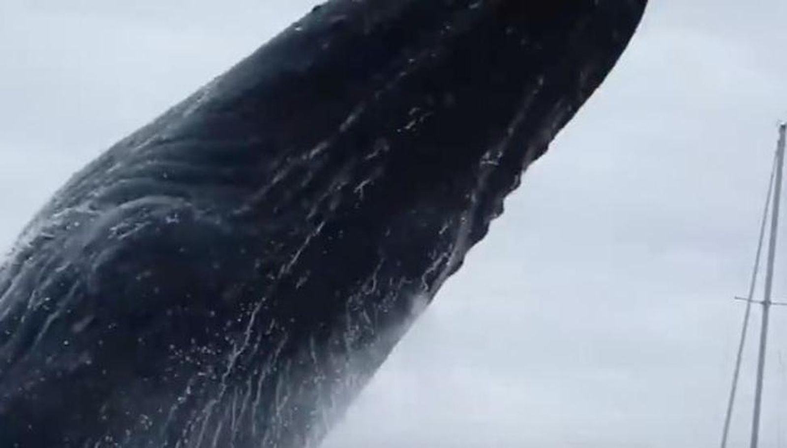 Vídeo: Una ballena casi se traga a unos piragüistas