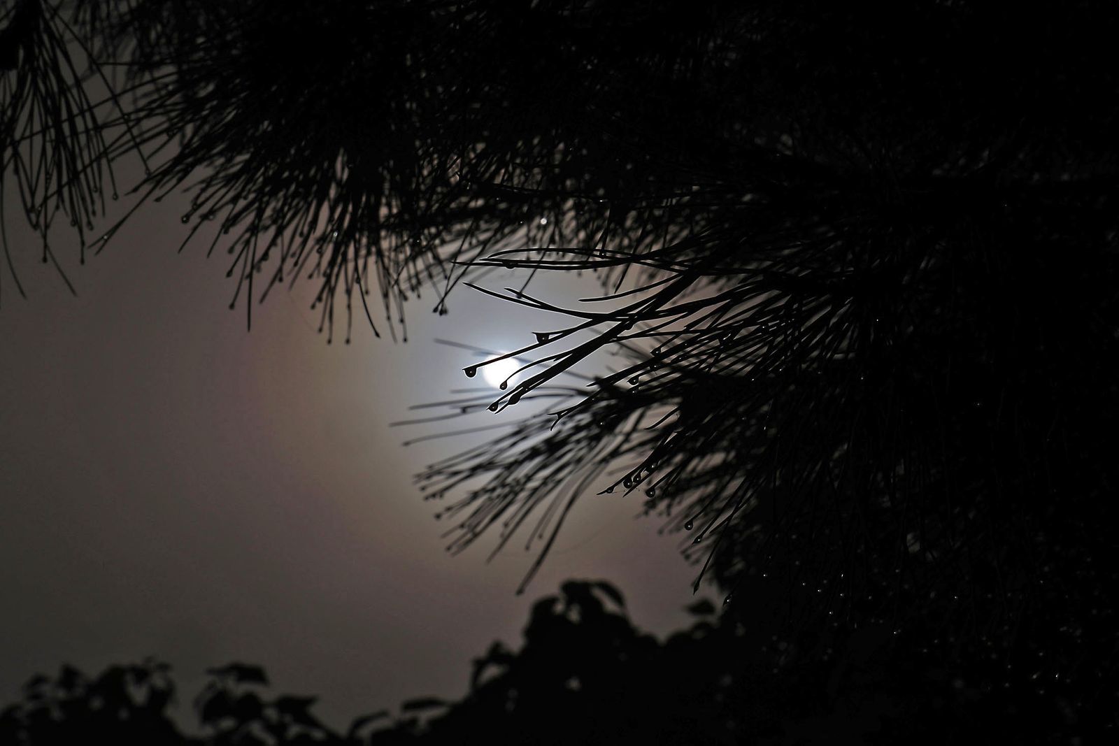 Imágenes de la espesa niebla durante la mañana en Huelva