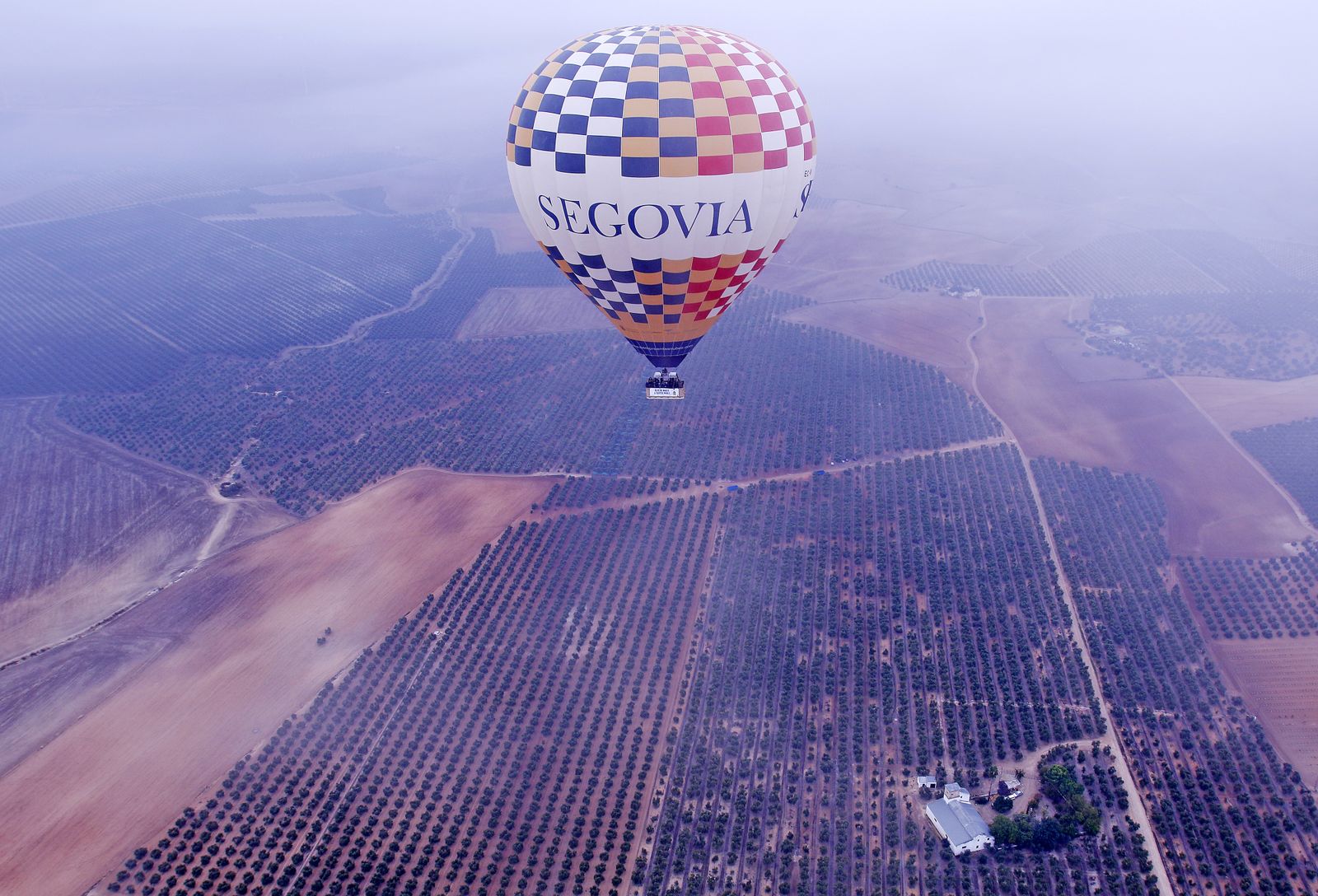 Reportaje sobre el aceite de oliva