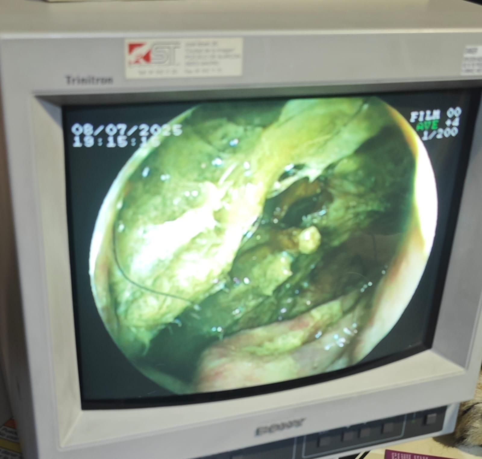 Así es Amaru, el león que ha sobrevido a una grave operación en Tabernas