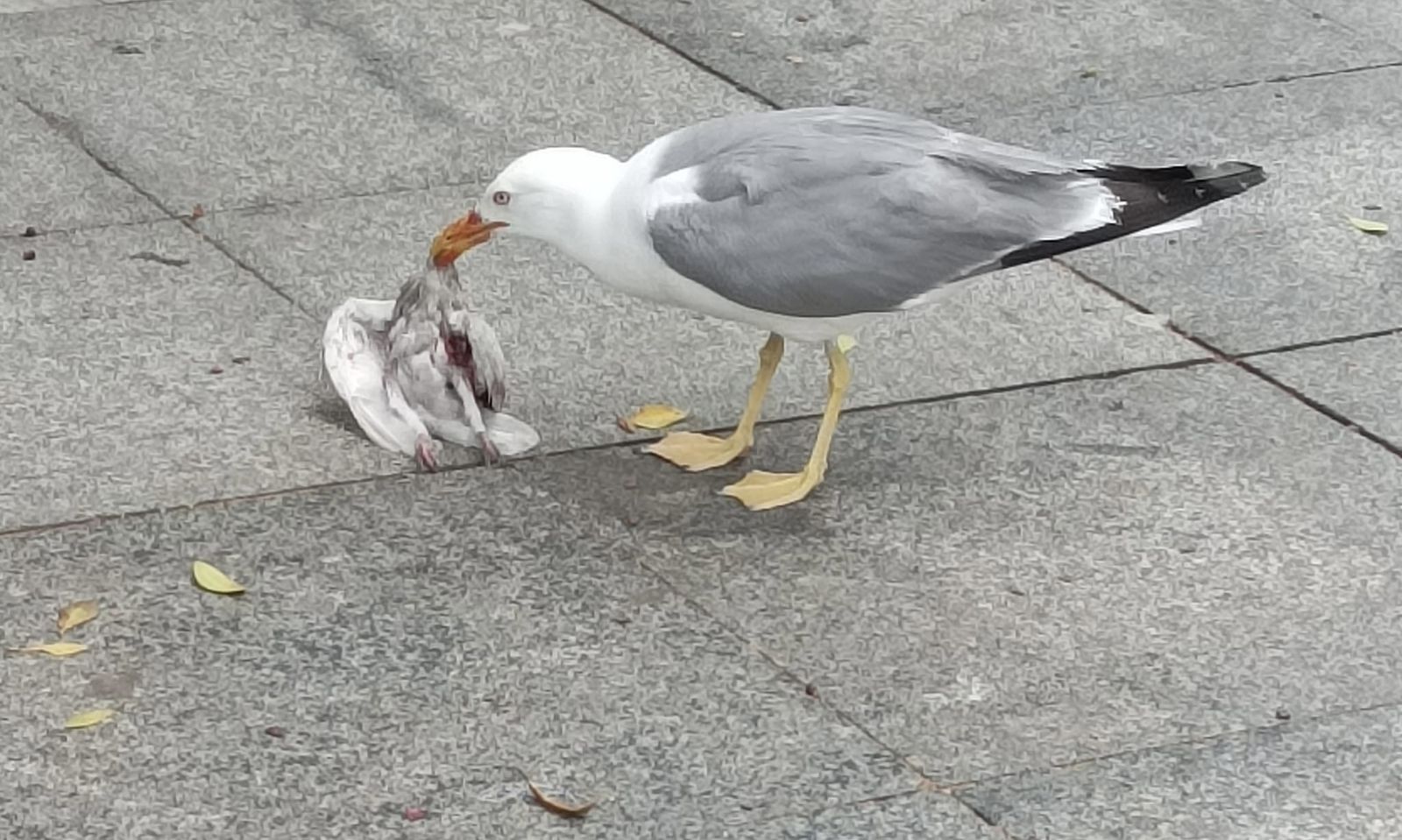 Pájaro come pájaro