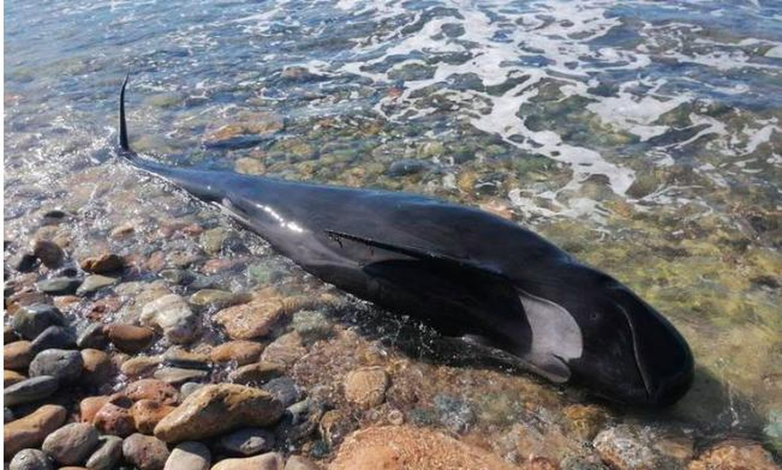 Encuentran una inusual ballena piloto fallecida en la playa de La Azohía
