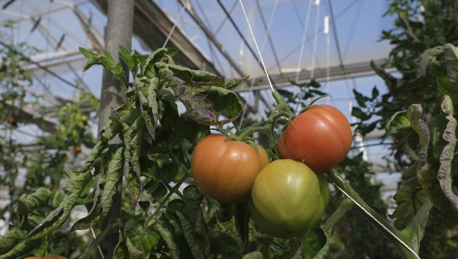50 años de la Estación Experimental Cajamar-Las Palmerillas, en fotos