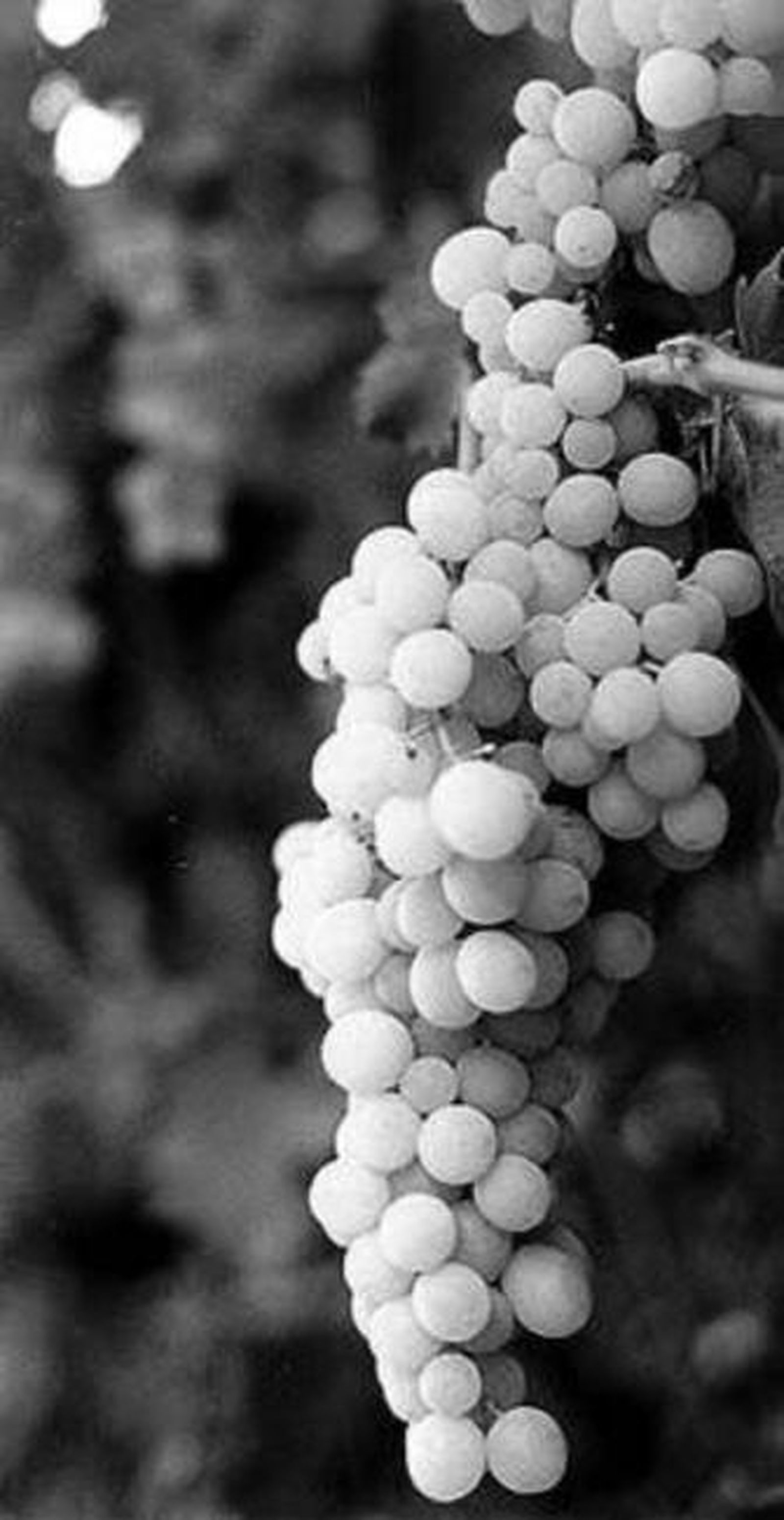 La uva común, a estudio.