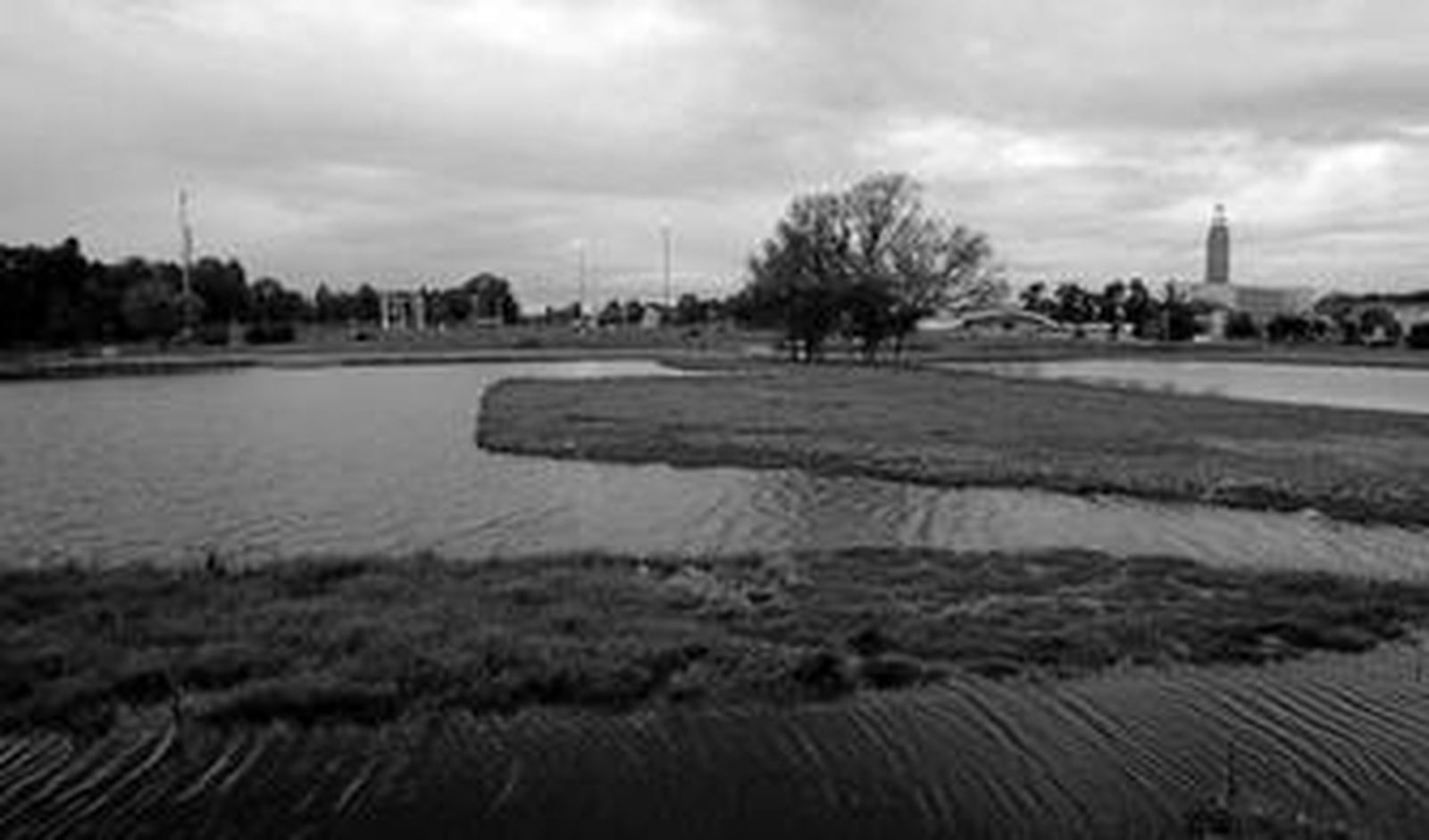 Imagen de las lagunas recientemente recuperadas. En detalle, la chicoria hueca.