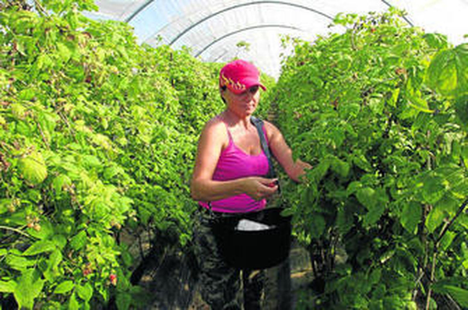 Una trabajadora recoge frambuesa en una finca de Huelva.