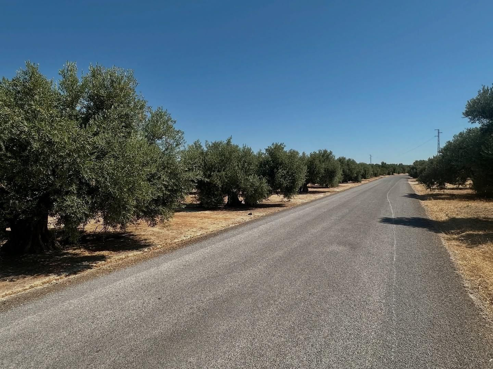 Camino Virgen de la Salud, en Baeza.