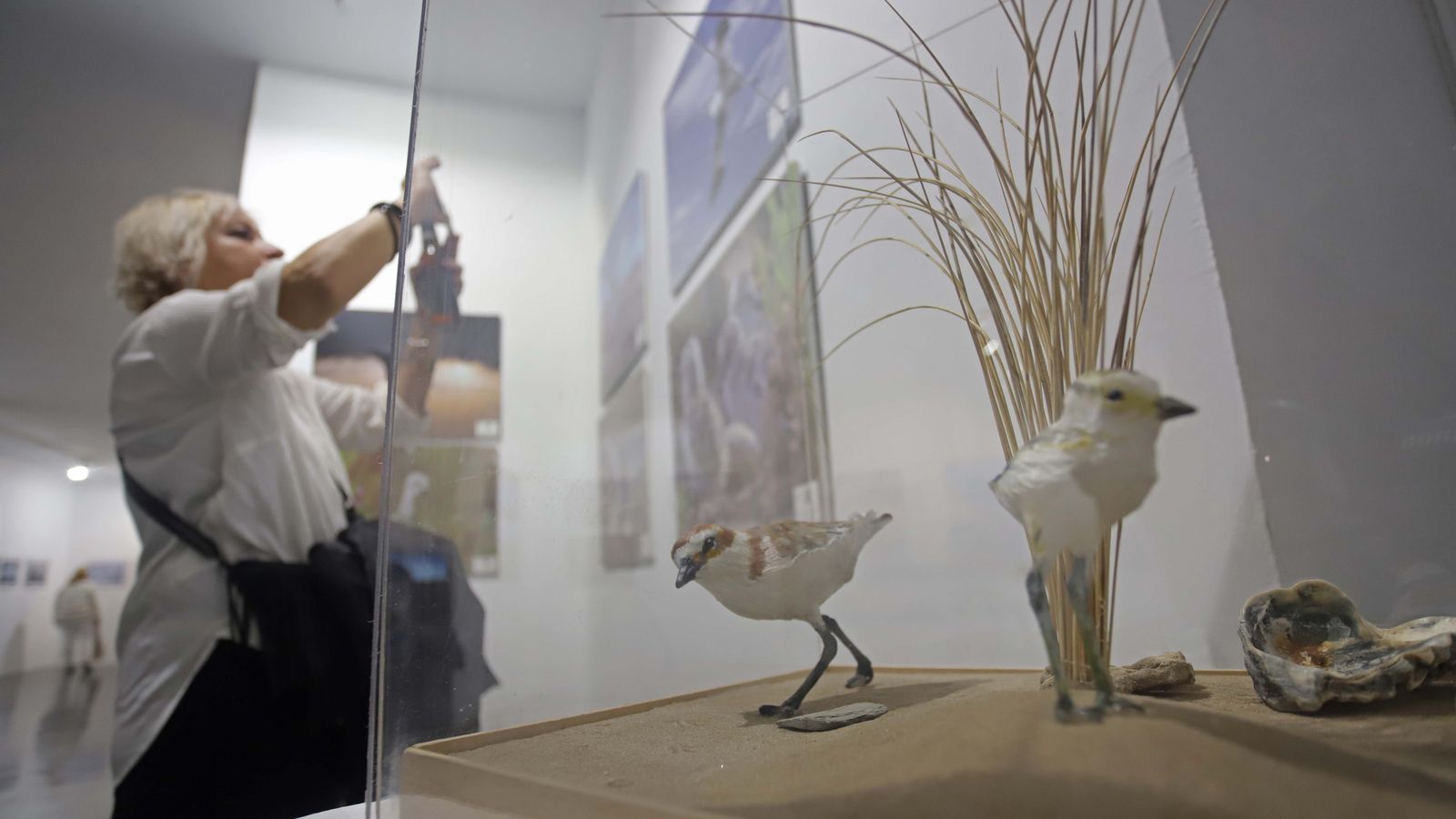 Fotos de las exposiciones de la Galería Manolo Ales en La Línea