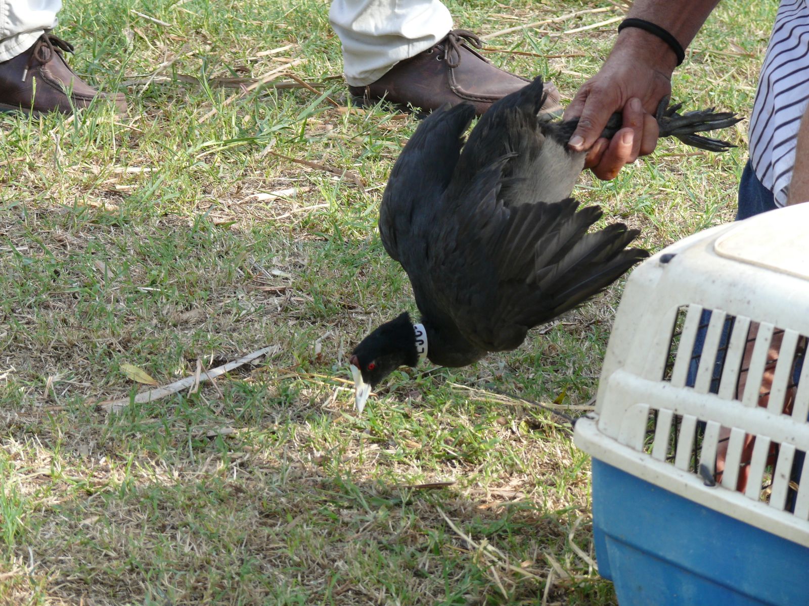Las imágenes de la suelta de fochas cornudas y porrones pardos
