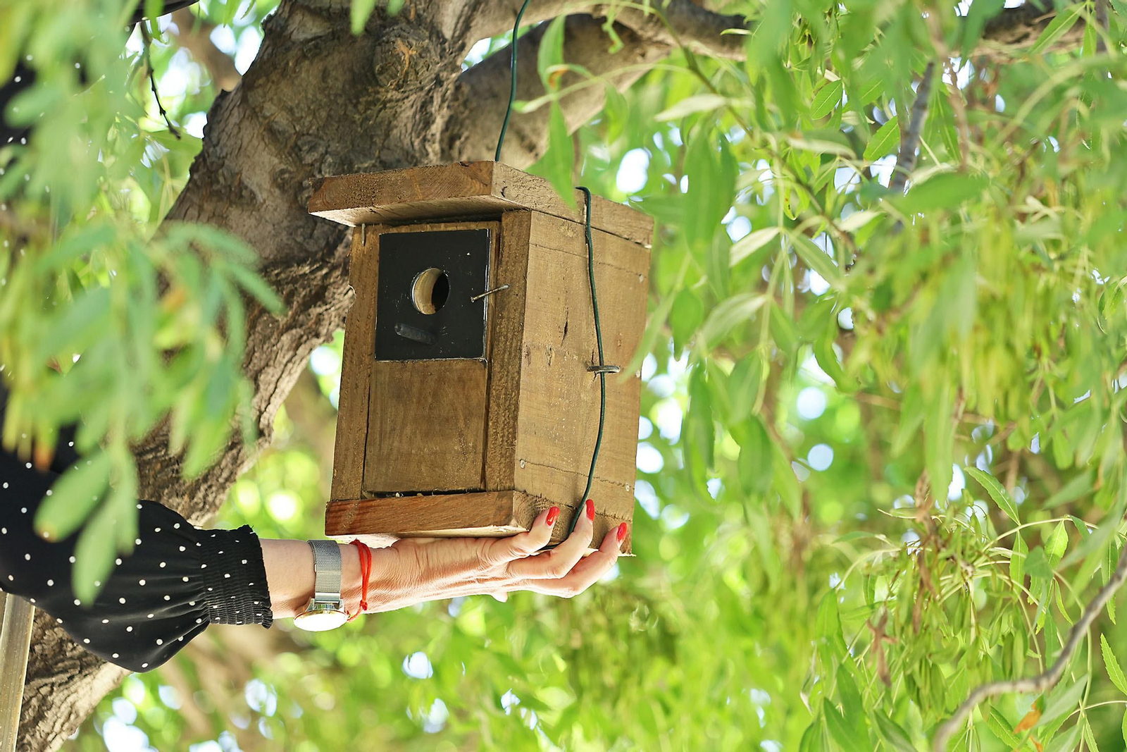 Imágenes de la colocación de cajas nidos  en árboles del parque Antonio Machado