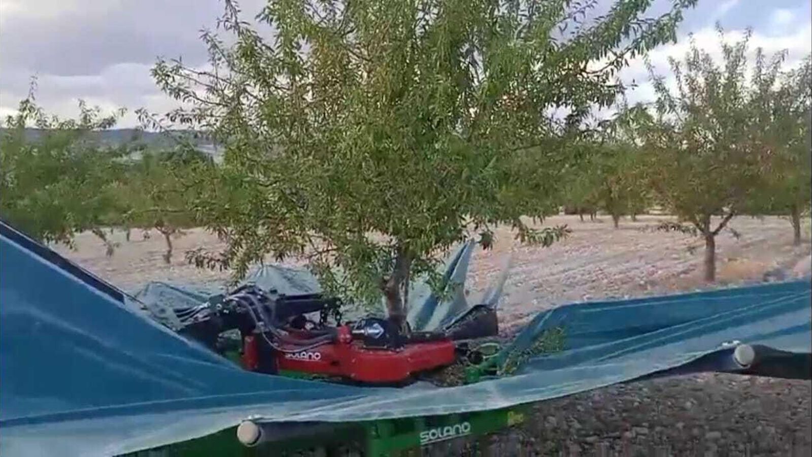 Sacudida del almendro para que suelte sus frutos.