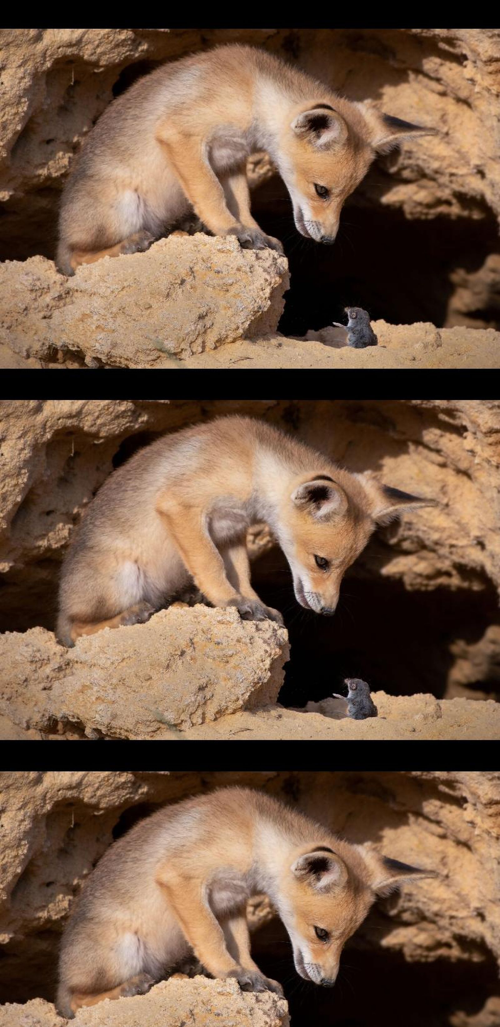 Finalistas 2020 Comedy Wildlife Photography Awards.