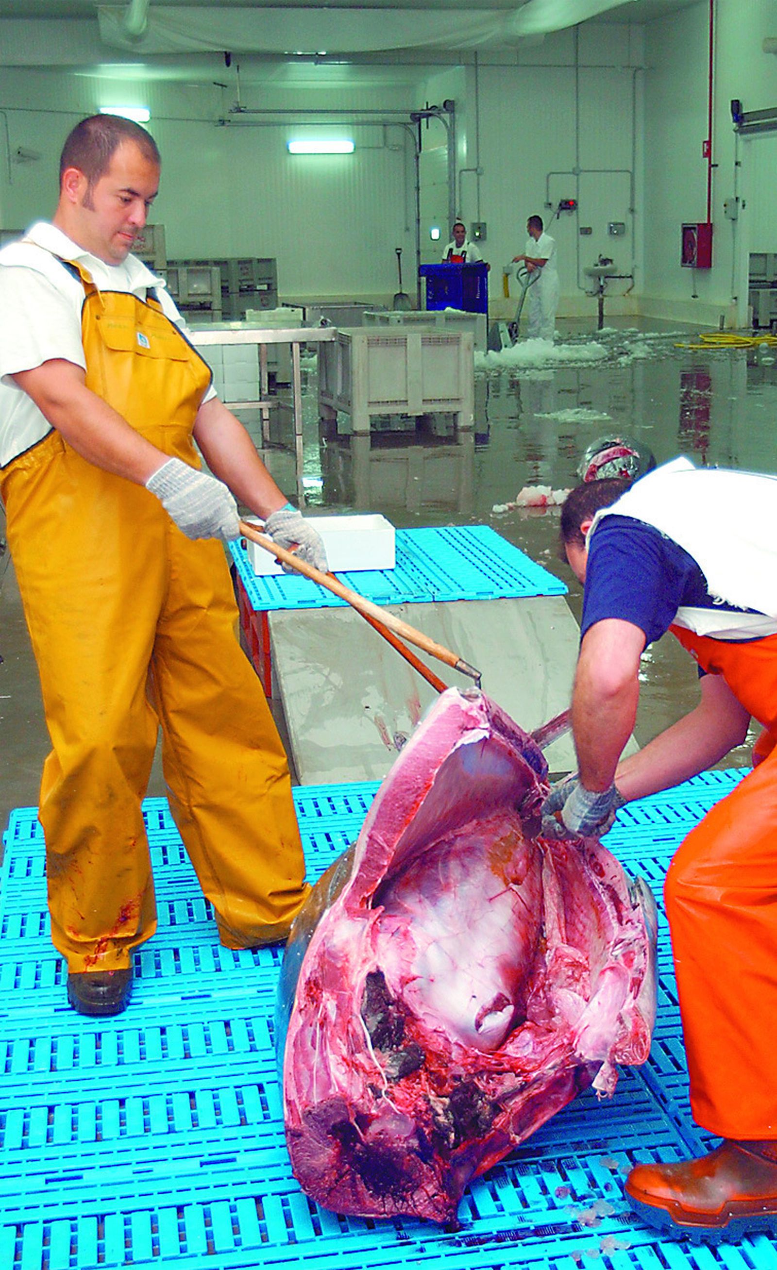 Ttrabajadores de la empresa Petaca Chico, en una operación de despiece.