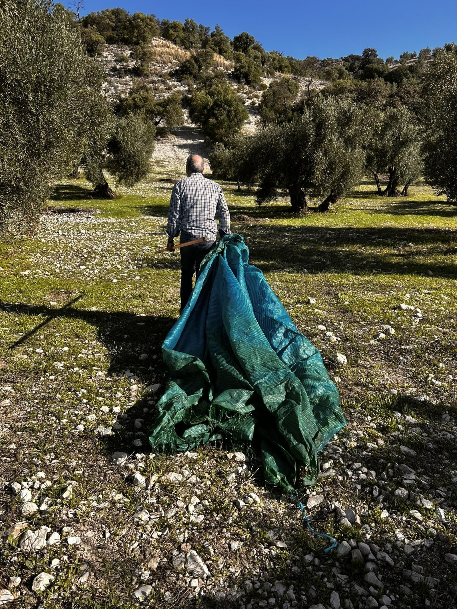 Aceite de Oliva Virgen Extra de la Sierra de Cádiz
