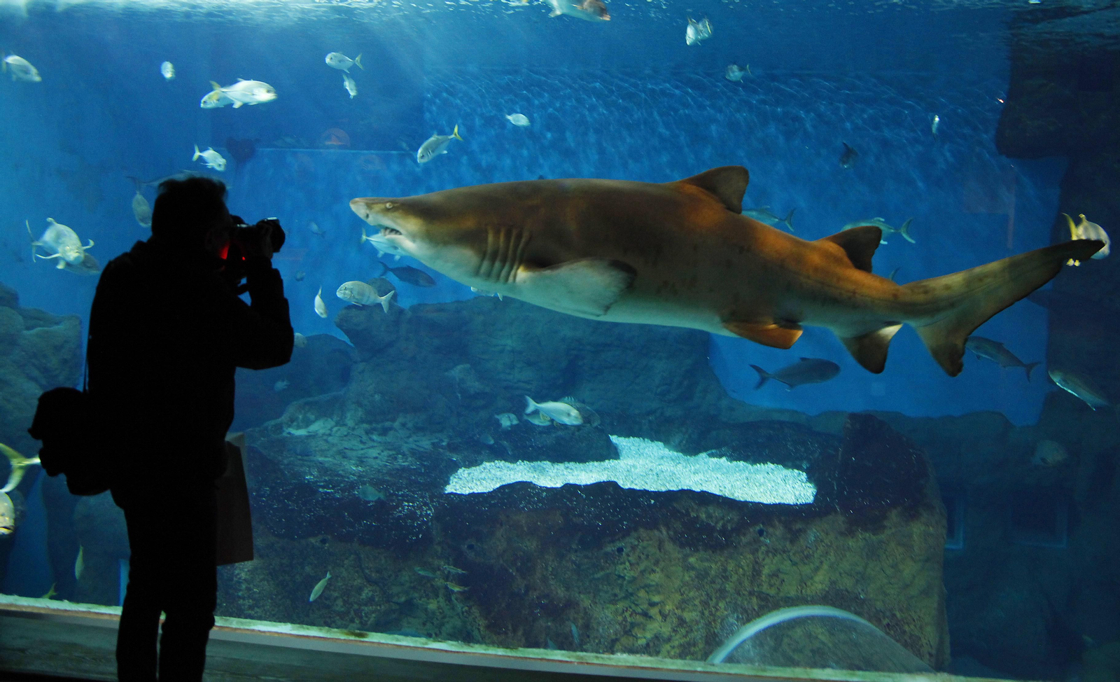 Un fotógrafo saca una instantánea de uno de los tiburones del Acuario de Sevilla.
