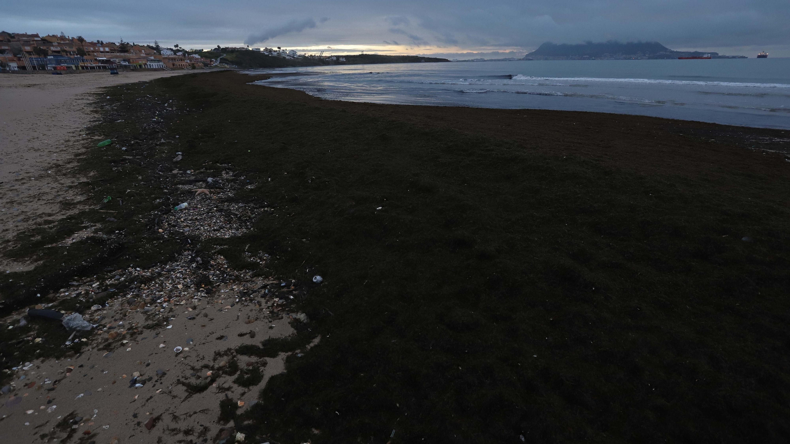 El alga invasora cubre de nuevo la playa de Getares