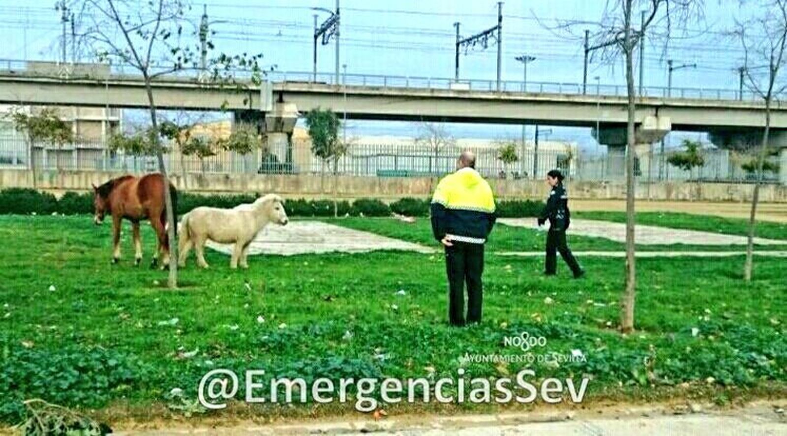 Dos de los équidos rescatados