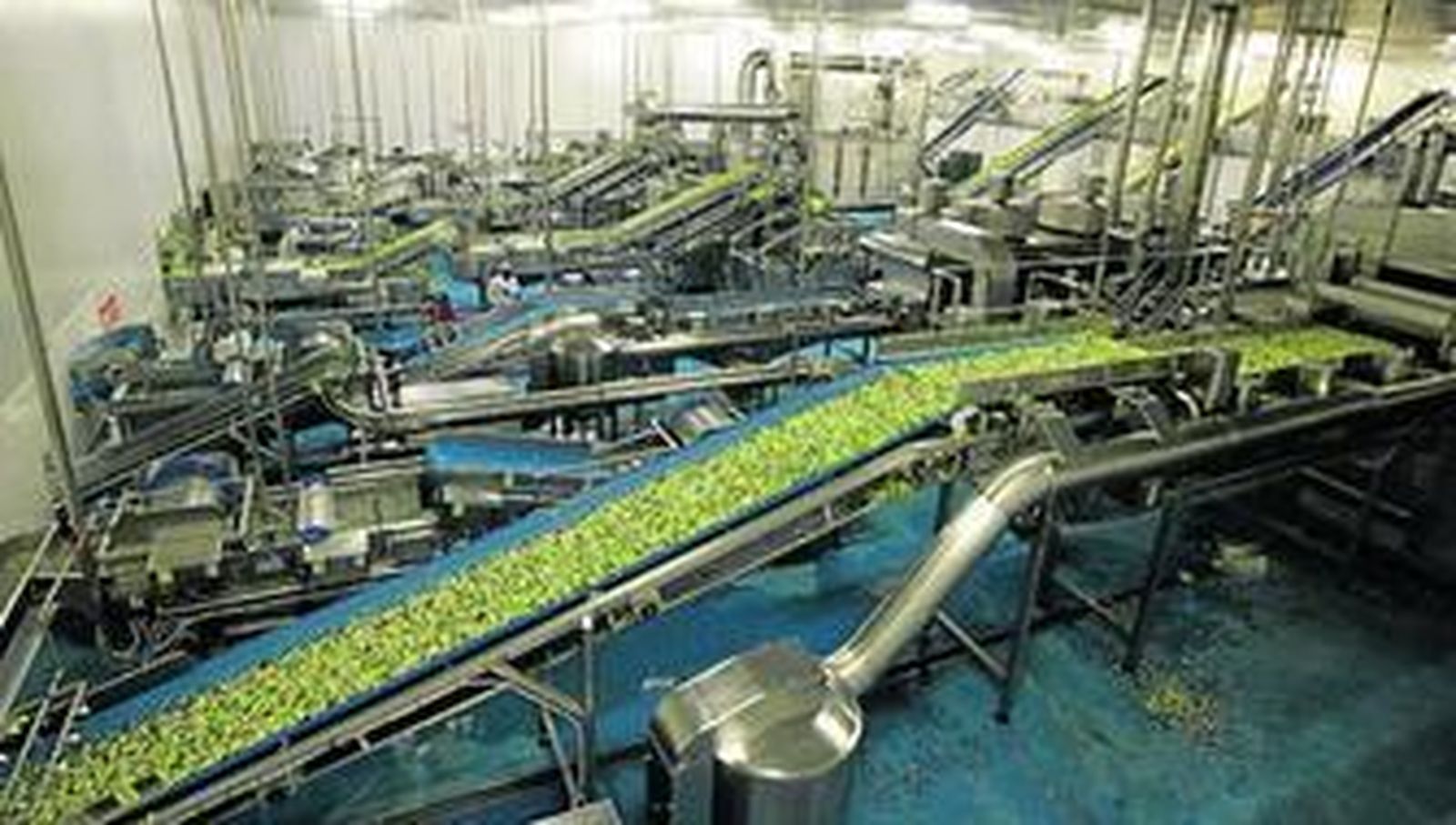 En la sala de troceado se limpia y se corta la materia prima, para su posterior lavado.