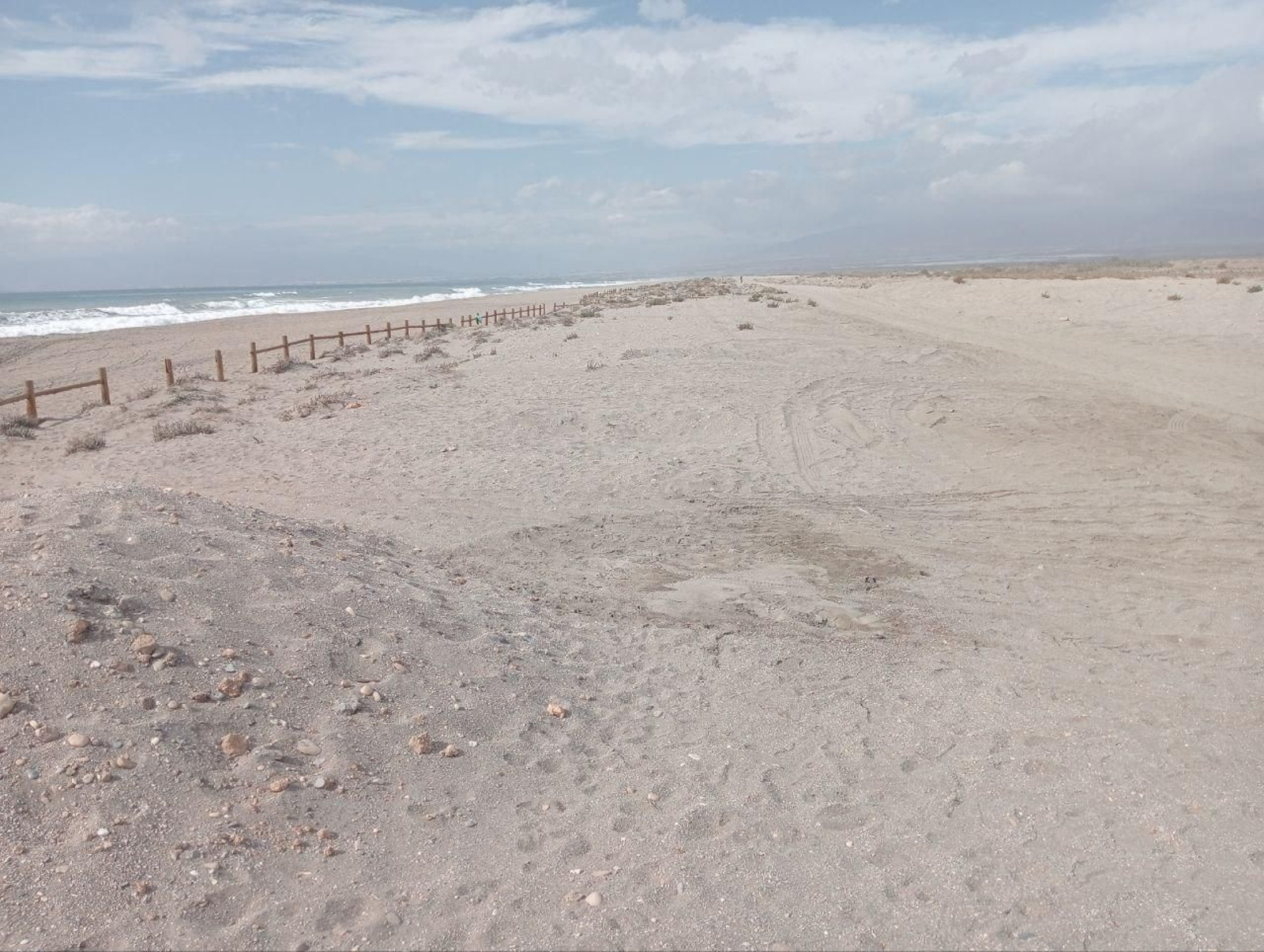 Ecosistemas dunares destruidos con restos de paso de maquinaria según el PACMA.