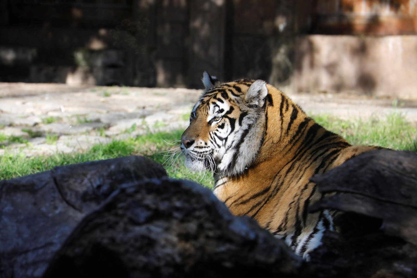 El Zoo de Córdoba recibe a dos tigres de bengala, en imágenes
